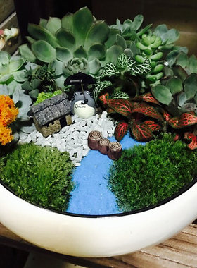 多肉植物花盆陶瓷特大创意