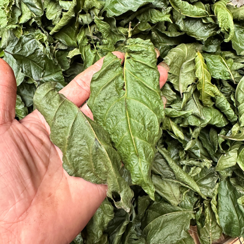 天然农家自晒黄皮叶干货正品野生黄皮树叶油皮叶油梅叶中草500g