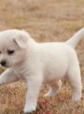 中华田园犬家养幼犬土狗金毛混血狗大黄狗纯黑小白狗活体纯种狗崽