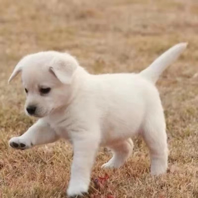 中华田园犬家养幼犬土狗金毛混血狗大黄狗纯黑小白狗活体纯种狗崽