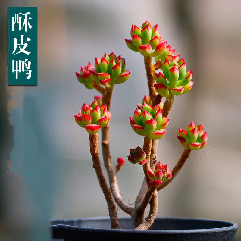 绿植酥皮鸭阳台小盆栽多肉植物
