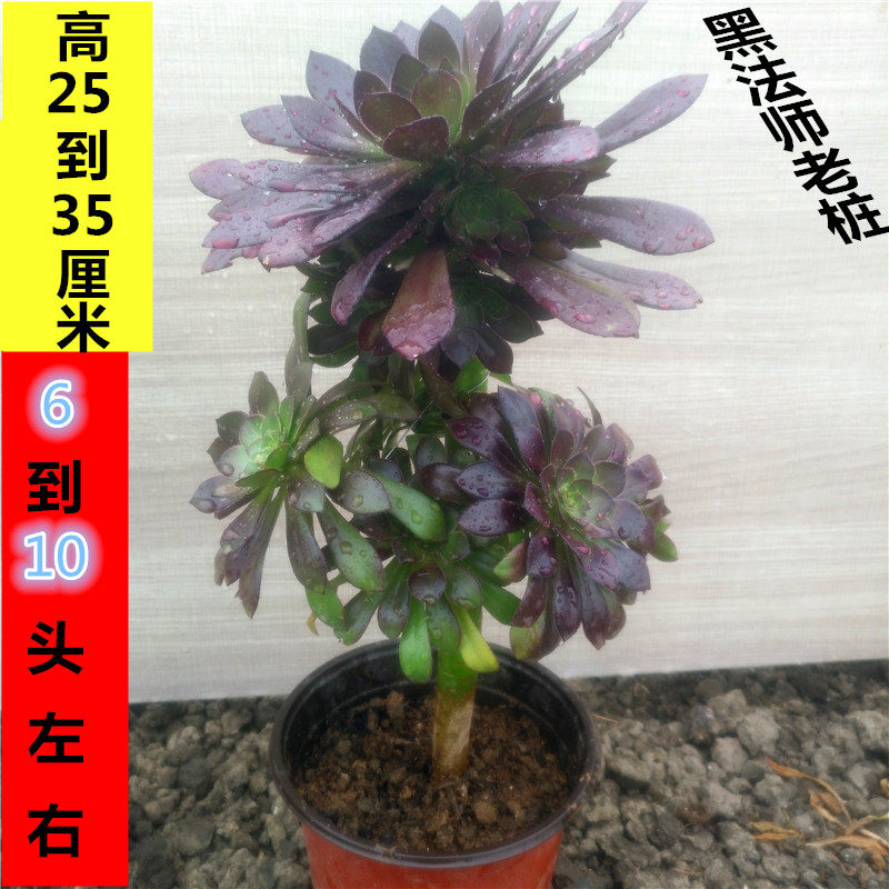 铜壶万圣节紫羊绒绿植盆栽包邮