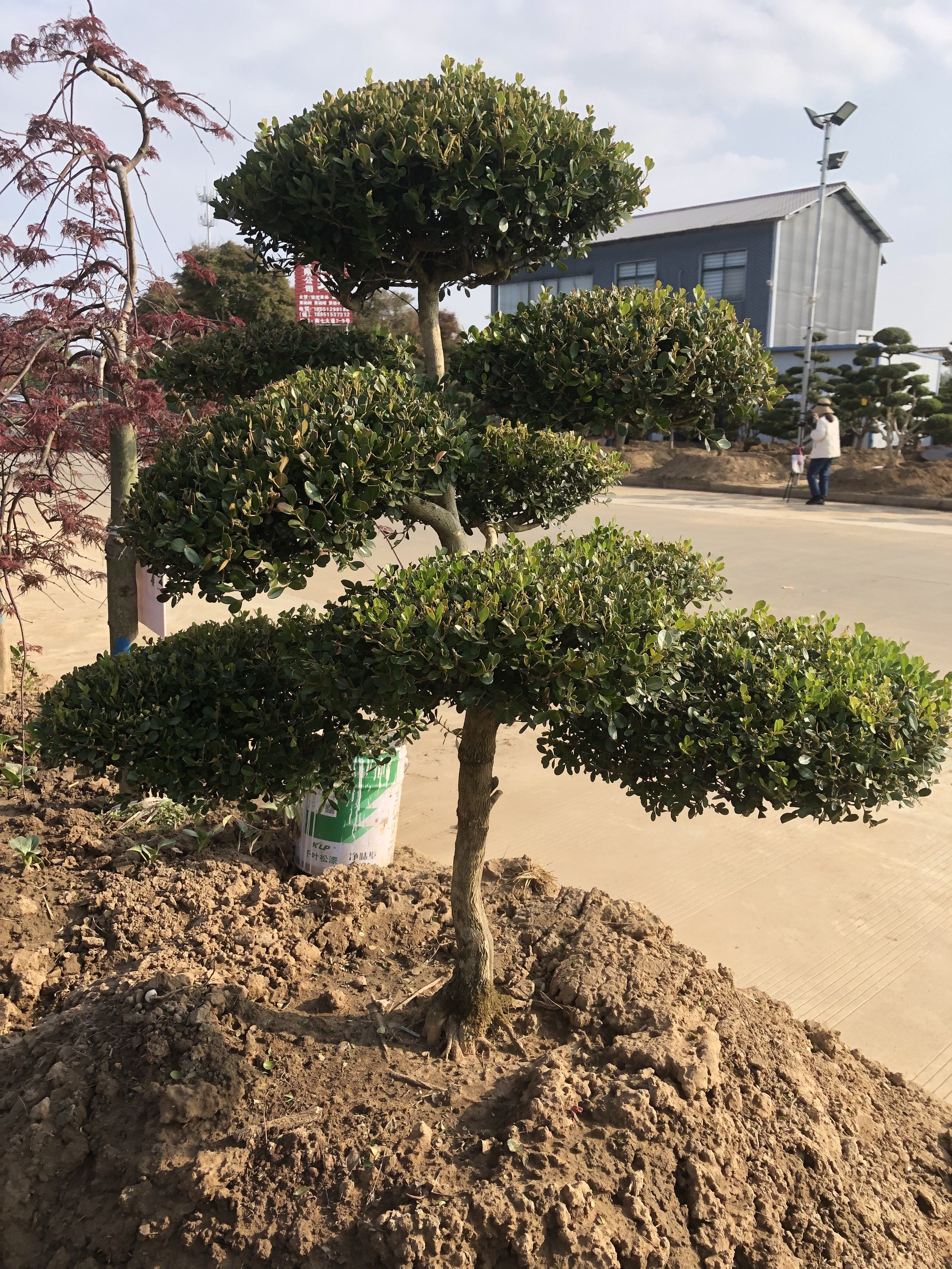 造型黄杨小叶黄杨造型树瓜子黄杨造型庭院树苗风景树绿化苗木花卉