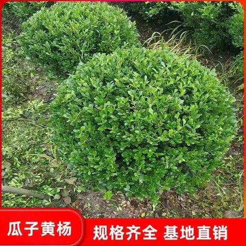 庭院绿篱植物造型树小叶黄杨树苗瓜子黄杨球盆景四季长青冬青树苗