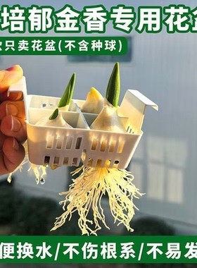 水培郁金香专用花盆透明塑料分格换水不伤根系花架新手推荐简单