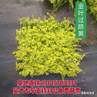 金叶过路黄 黄金串吊兰庭院石缝花镜耐寒地被植物多年生草常绿