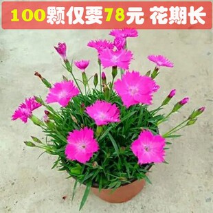 欧石竹花苗 带花常绿矮欧石竹草坪盆栽小苗室外庭院花卉绿化工程