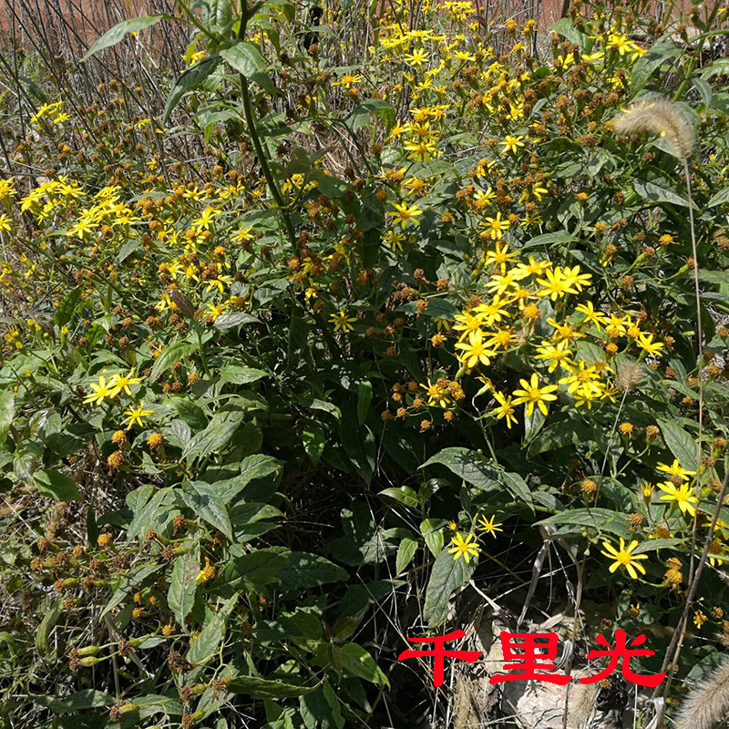 贵州野生千里光中药材黄花菜新鲜500克天然草本九里明泡澡止痒