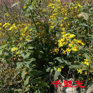 贵州野生千里光中药材黄花菜新鲜500克天然草本九里明泡澡止痒