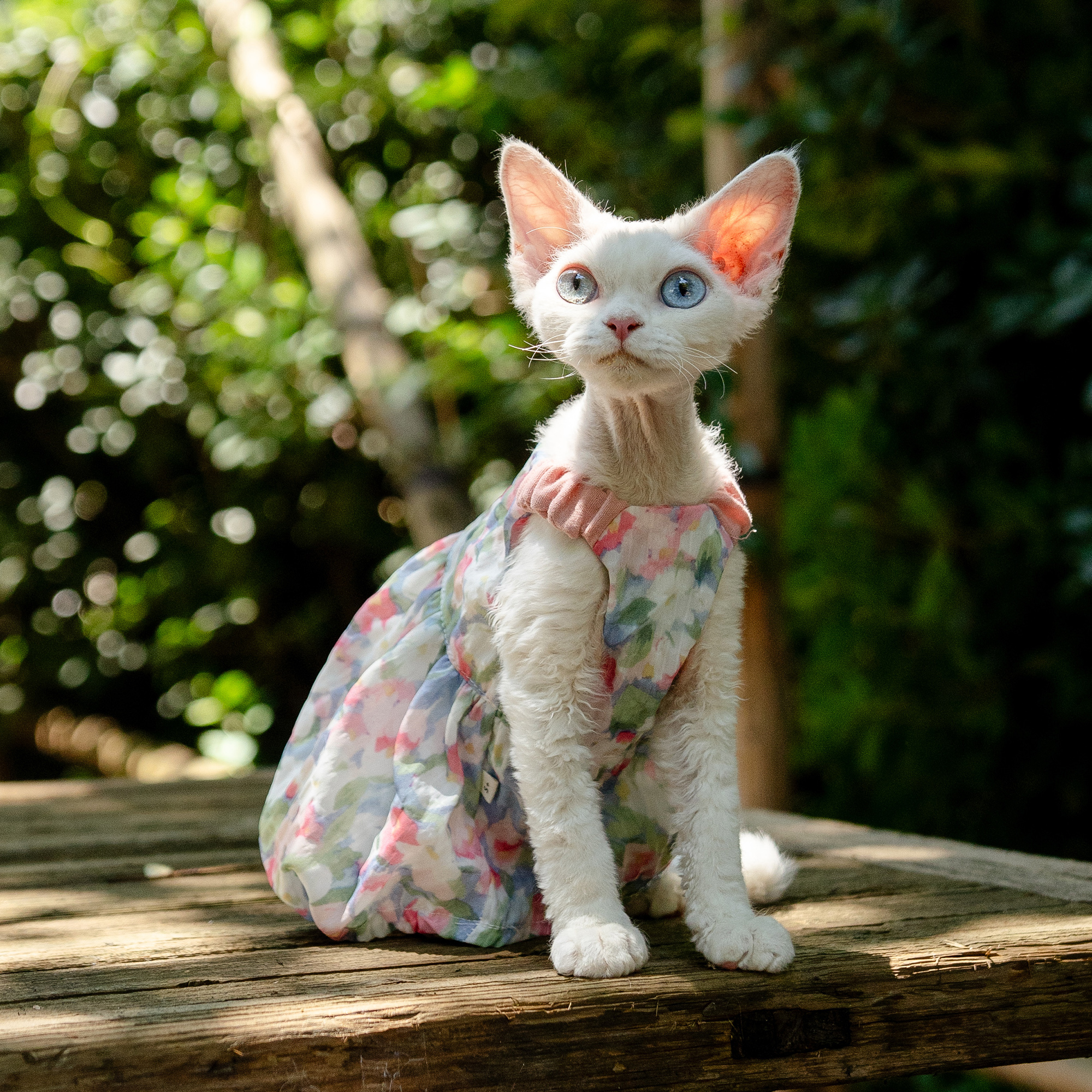 碎花南瓜裙任发财纯棉无毛猫衣服德文衣服斯芬克斯猫