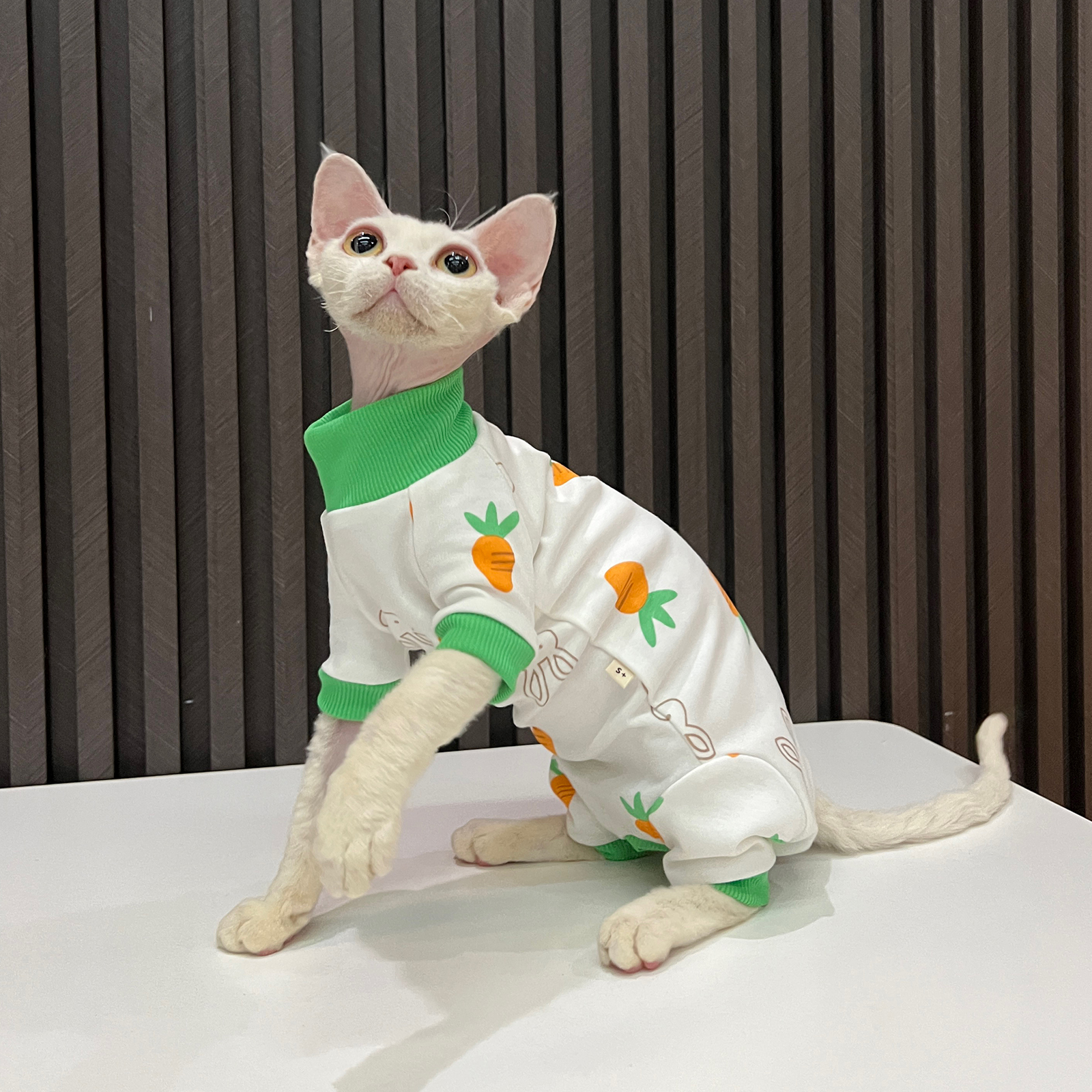 任发财德文无毛猫衣服