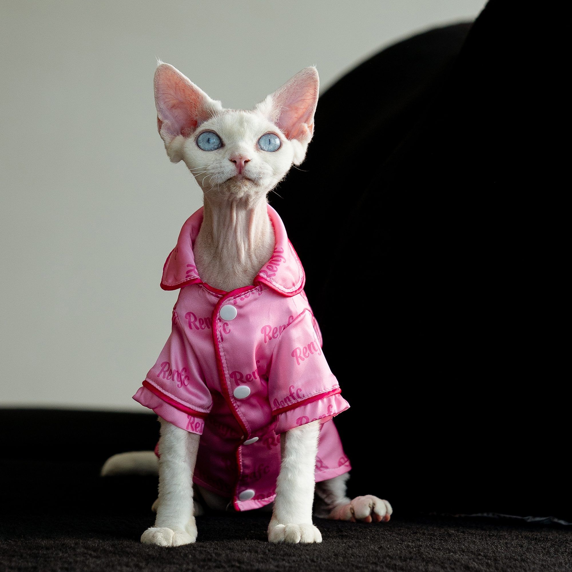 夏季芭比丝绸凉感睡衣任发财无毛猫衣服德文衣服斯芬克斯猫