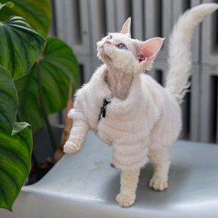 仿兔毛条纹皮草无毛猫衣服短毛绒猫咪德文皮草大衣富贵阿比东短米