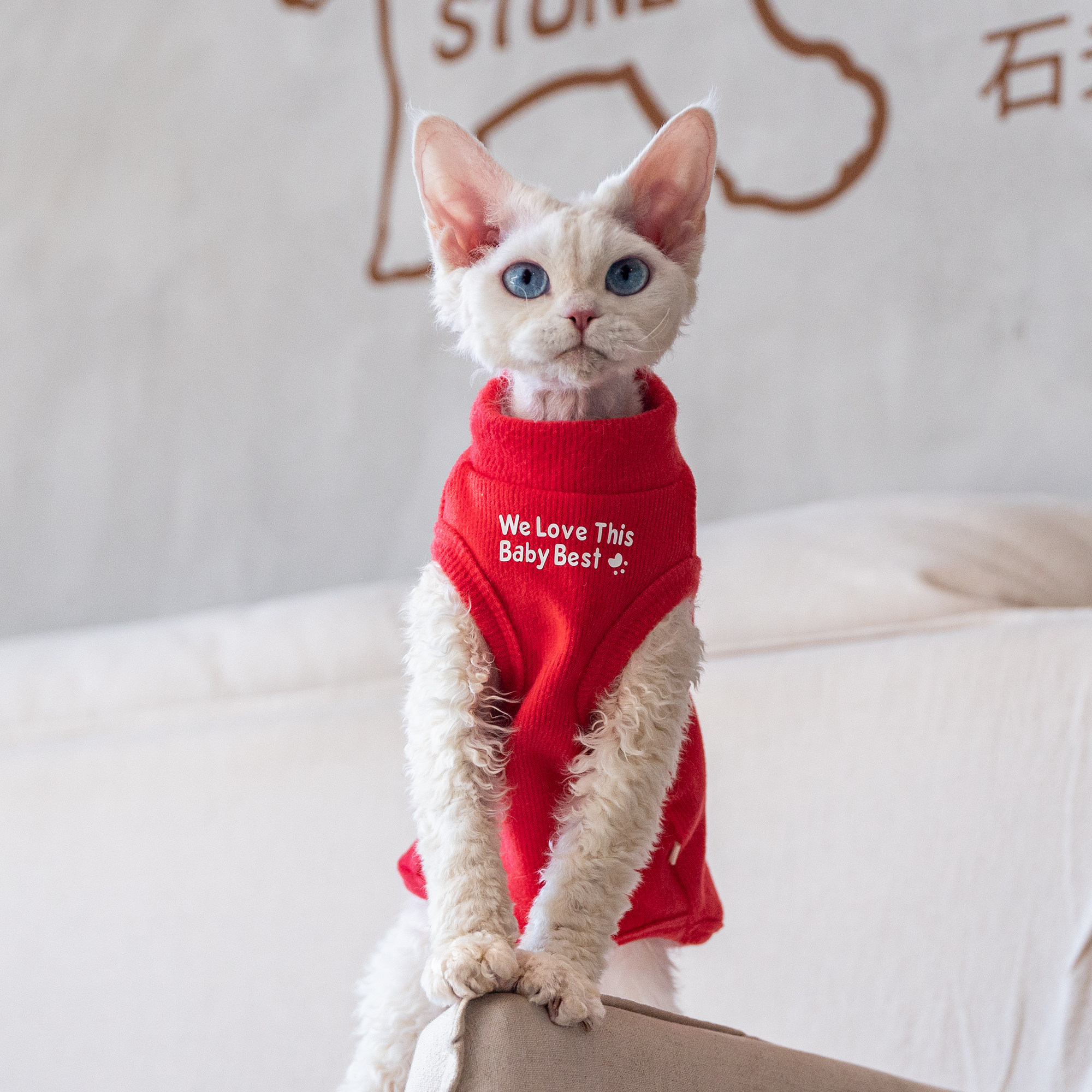 纯棉过年居家打底柔软纯棉德文猫衣服斯芬克斯无毛猫柯尼斯阿比