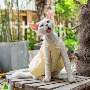 任发财黄格子南瓜吊带裙无毛猫衣服德文衣服斯芬克斯猫空调服
