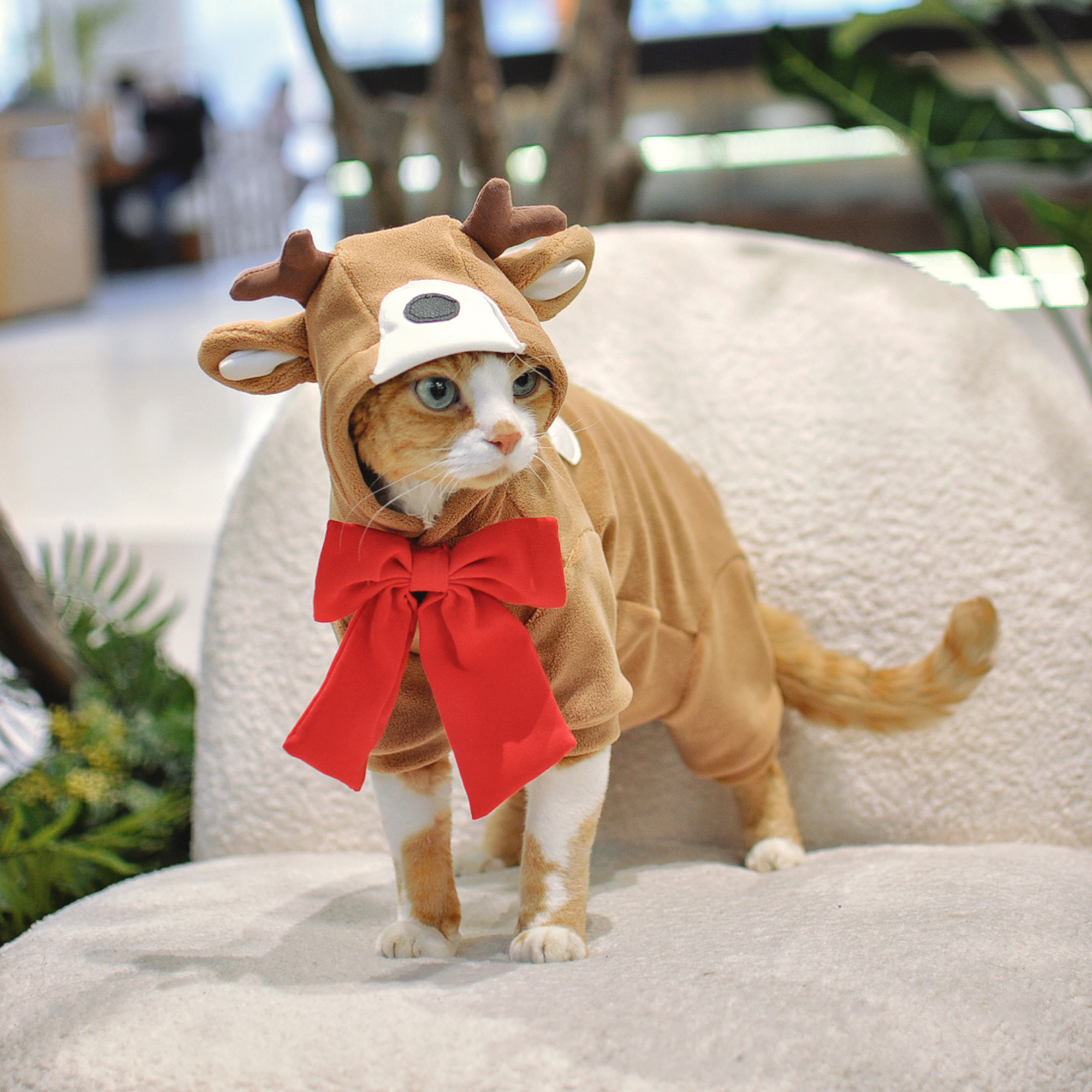 圣诞麋鹿猫衣服护肚子奥粒绒四脚衣无毛猫德文保暖地暖房打底