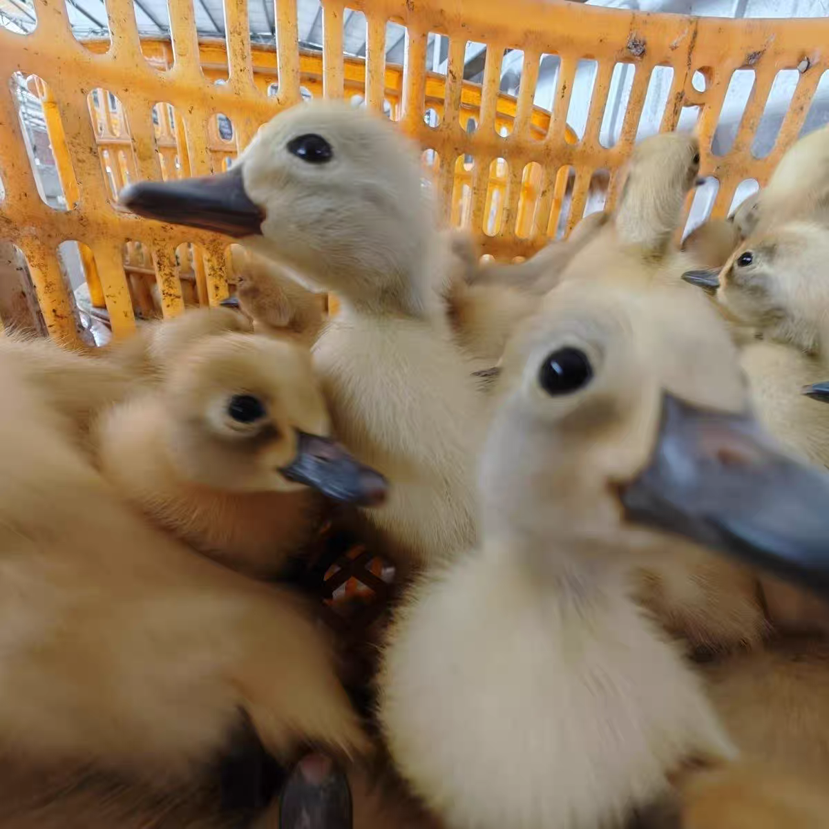 【福建直发】正宗连城白鹜鸭水鸭白壳蛋苗旱鸭观赏宠物鸭京东包邮