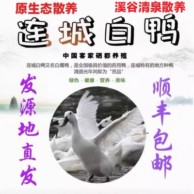 2只正宗连城白鸭新鲜现杀农家散养土鸭子福建白鹭鸭整只肉白鹜鸭