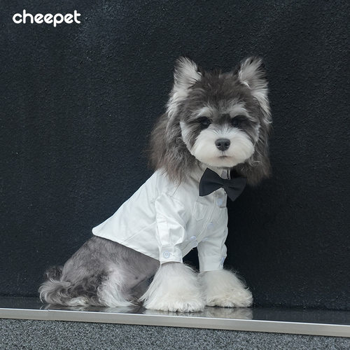 CheePet趣派狗四季纯白领带衬衫雪纳瑞马尔济斯正装翻领两腿礼服