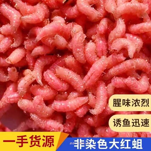 诱鱼快四季通用溪流鲜活红蛆虫活饵料野钓鲫鱼鲤鱼石斑鱼马口白条