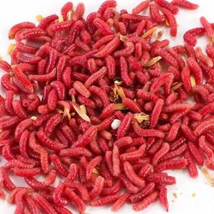 新鲜鲜活红蛆虫钓鱼石斑马口白条石斑鱼鲫鱼饵料公鱼溪流宠物食物