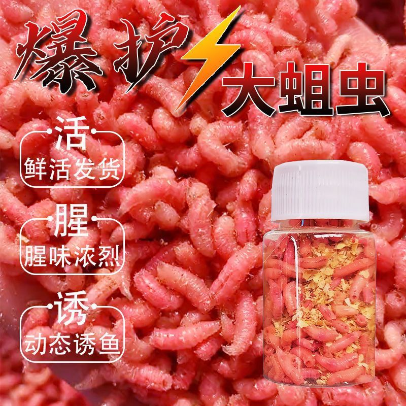 红蛆爆护钓鱼饵料红活蛆虫大蛆野钓狂拉鲜活红蛆鲫鲤白条通杀白条