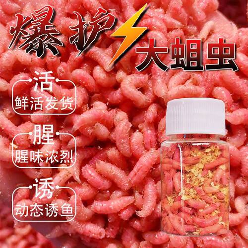 红蛆爆护钓鱼饵料红活蛆虫大蛆野钓狂拉鲜活红蛆鲫鲤白条通杀白条