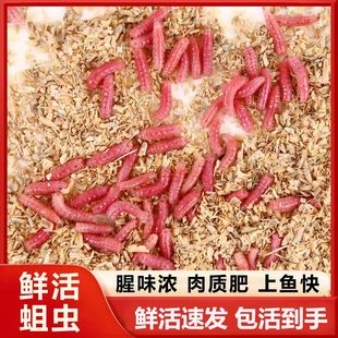 新鲜蛆虫活饵溪流公鱼石斑鱼马口白条鲫鱼钓鱼野钓饵料钓鱼红虫