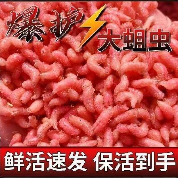 新鲜野钓鲜活红蛆虫活饵溪流公鱼石斑鱼户外网红鲫鱼钓鱼饵料