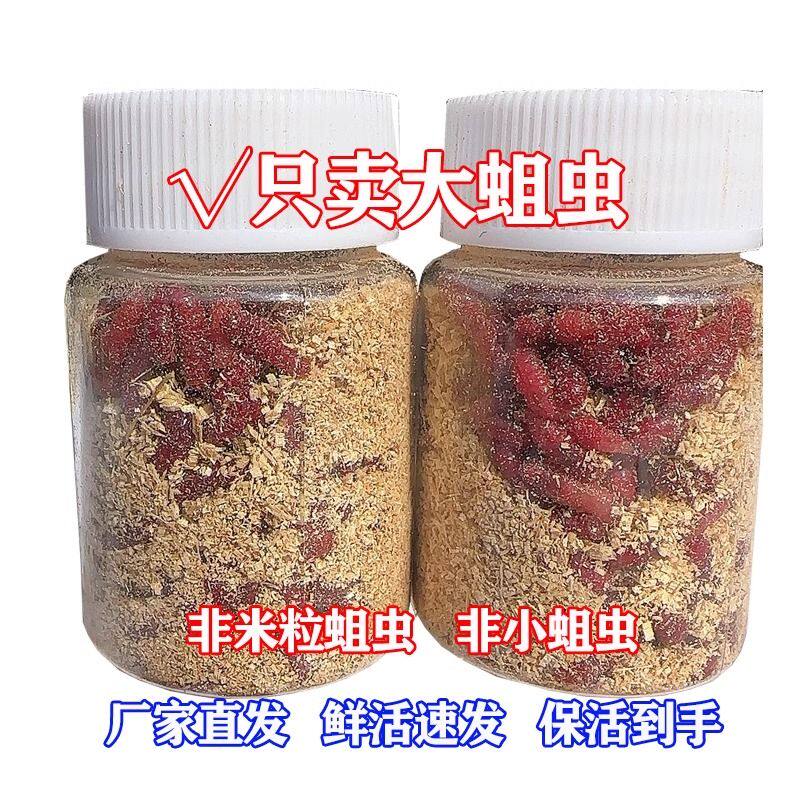 户外高蛋白红虫大红蛆虫溪流钓专用活饵活饵钓鱼饵耐高易保存浓腥