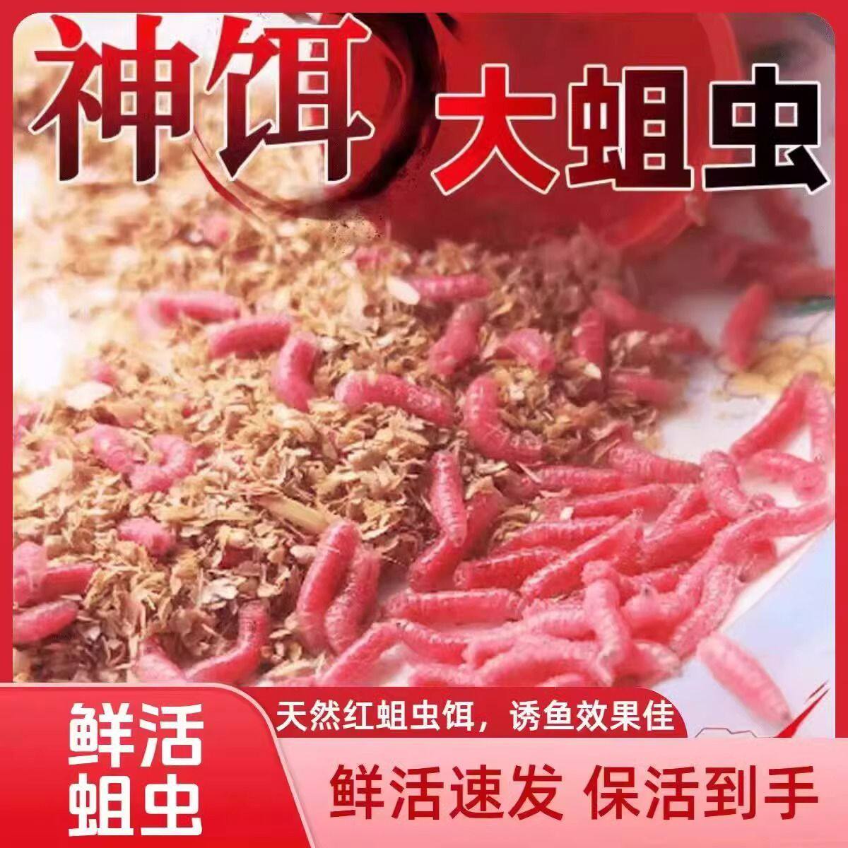【发货速度快】活体鲜活蛆虫钓鱼鱼饵肉蛆蛆牙子活虫红色活蛆大蛆