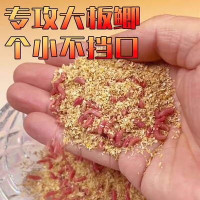 鲜活体红蛆虫大号红曲虫垂钓鲫鱼爆护饵料野钓活蛆蚜子钓鱼小粉虫