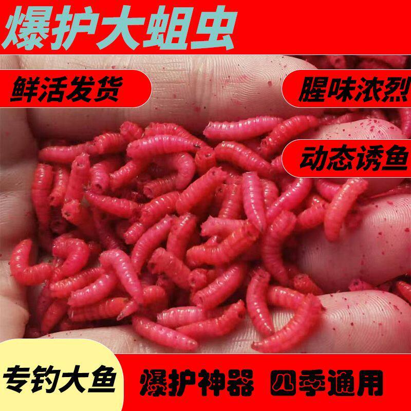 鲜活红蛆虫活饵特大号高蛋白秋冬季野钓鲫鱼鲤鱼活虫
