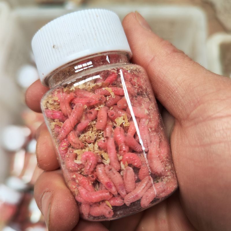 新鲜活虫钓鱼饵鲜活红蛆虫饵肉蛆苍蝇宝宝鲫鱼钓饵牙子红虫大蛆虫