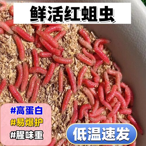活饵钓鱼蛆虫红蛆虫活虫溪流石斑鱼马口白条鲫鱼野钓绝杀盒装饵料