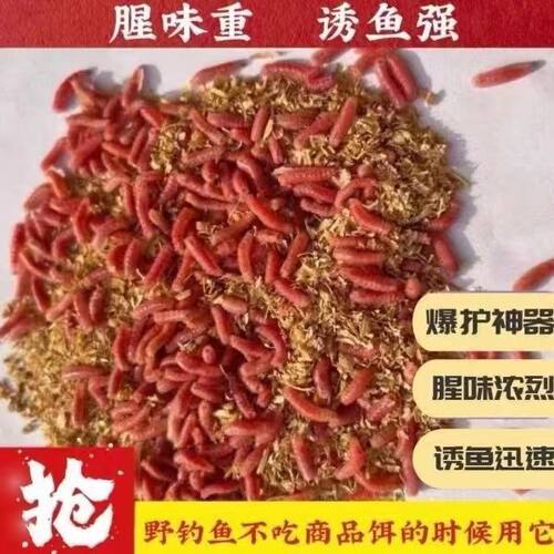 天然饵料红蛆虫鲜活鱼饵活饵野钓神饵溪流钓鲫鱼白条马口鲶鱼鳜鱼