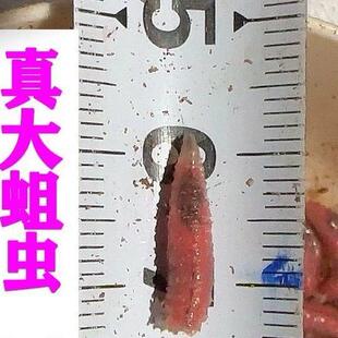 新鲜活红脓腥鲜活蛆虫马口白条公鱼牙子冬季钓鱼野钓鲫鱼可钓石斑