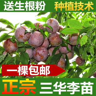 三华李苗 正宗嫁接蜂糖李子苗早熟米李果树苗 广西容县发货包邮