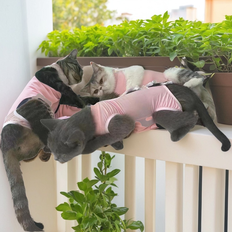 母猫透气防掉全棉绝育术后恢复服