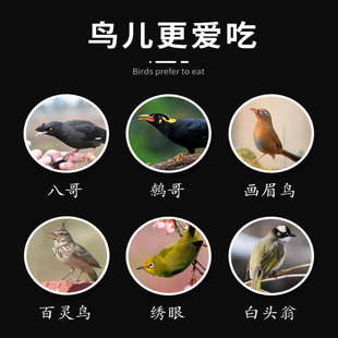 中小型鹦鹉和尚小太阳混合种子高营养基础主食粮五谷物带壳鸟饲料