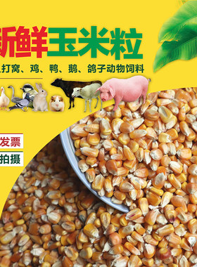 黄玉米喂鸡鸭鹅钓鱼打窝动物饲料