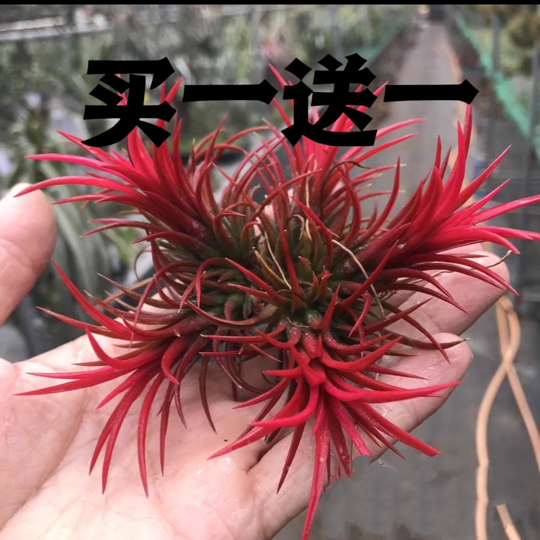 空气凤梨无土植物群生多头红精灵室内办公室好养好管理