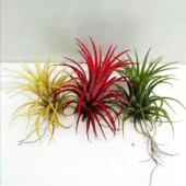 空气凤梨无土植物红黄绿三种颜色精灵室内办公室好养水培植物