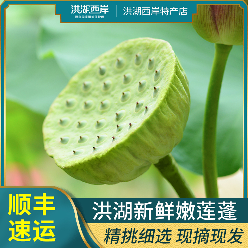 洪湖新鲜莲蓬现摘鲜莲蓬当季水果