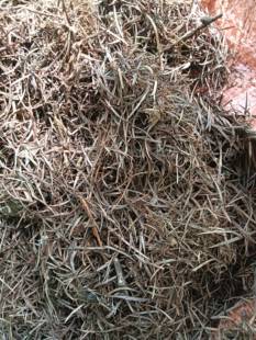 纯落叶松针不含土天然发酵批发价