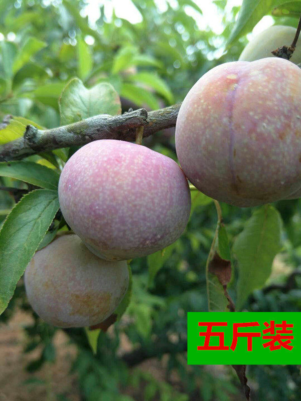 五斤现摘广东李子新鲜三华李水果孕妇开胃红心李红肉南华李酸脆李