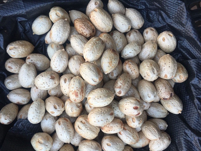 野生五眼果 南酸枣 四眼果 无眼果 鼻涕果广枣核新货500g