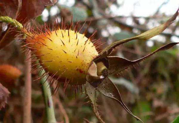 广东南雄2019年新鲜野生金樱子糖罐子刺梨子金樱子膏泡酒500g