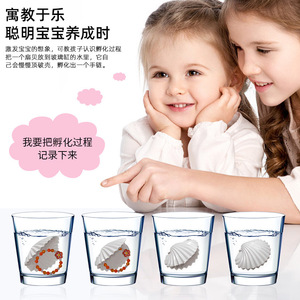 跨境新款泡水孵化贝壳儿童手链女孩惊喜首饰盲盒益智玩具礼物