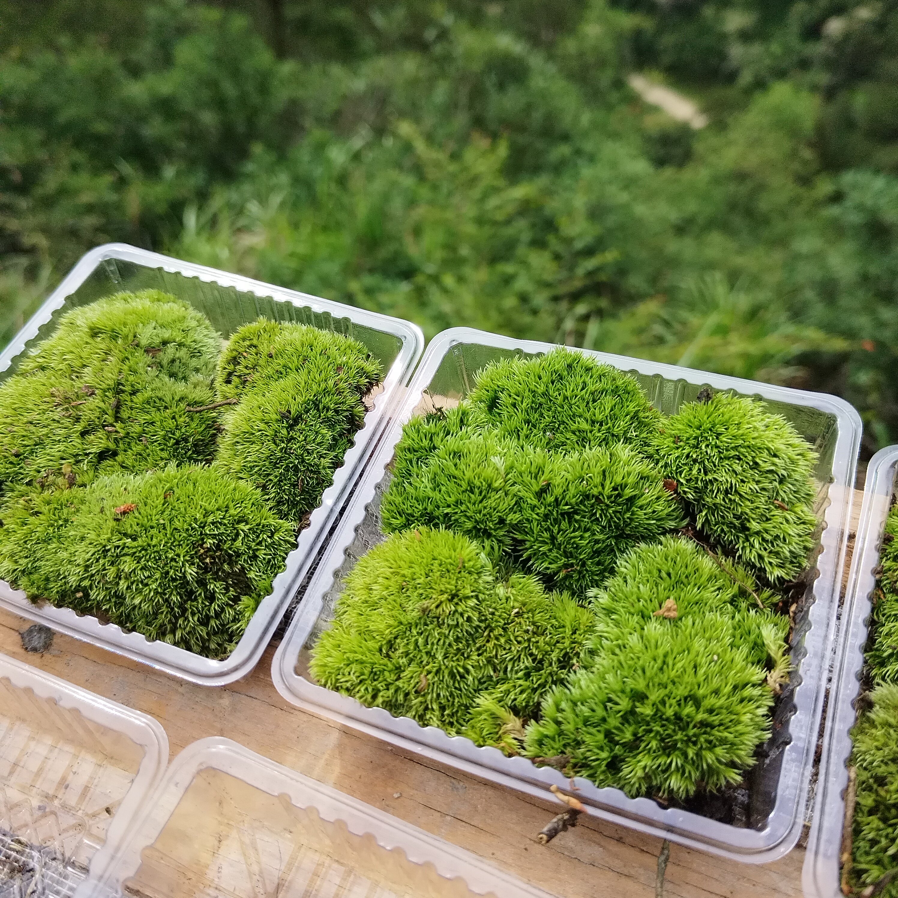 薄的白发藓水陆雨林缸造景苔藓假山庭院盆景小方盒青苔微景观新鲜